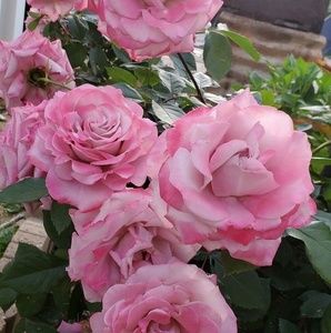 Meet your Posher, Noemi